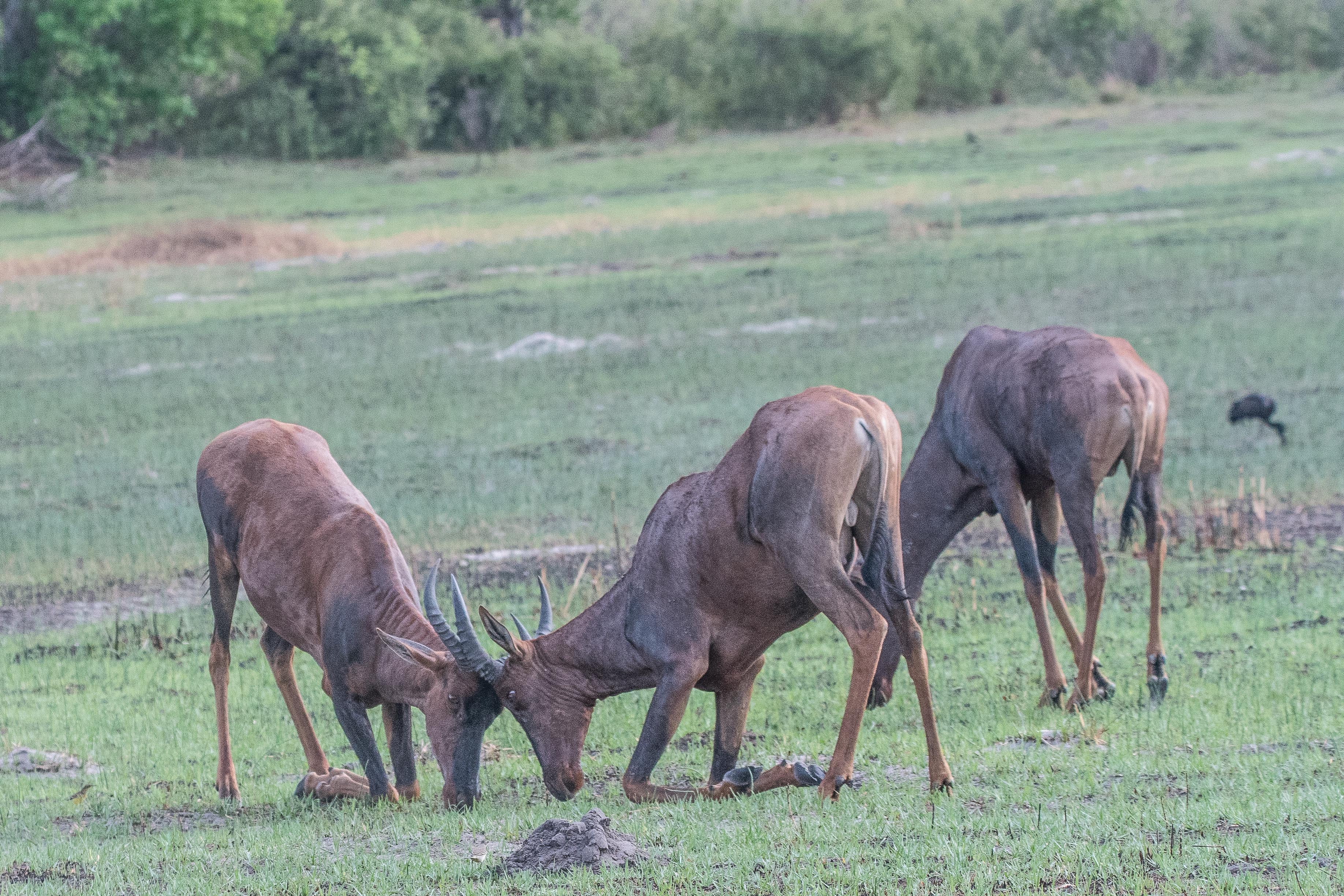 Damalisques communs, Tsessebés  ou Sassabis (Sassabi, Damaliscus lunatus), affrontement de 2 jeunes mâles -2, Réserve de Kwando, Botswana.